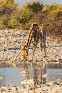 Giraffe (Giraffa camelopardalis) drinking at a waterhole