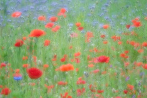 Flower meadow with Poppies (Papaver rhoeas) and Cornflowers (Centaurea cyanus)