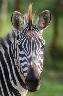 Grant's Zebra (Equus quagga boehmi )