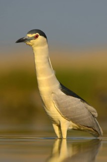 Black-crowned Night Heron (Nycticorax nycticorax)