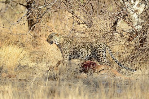 Leopard (Panthera pardus)