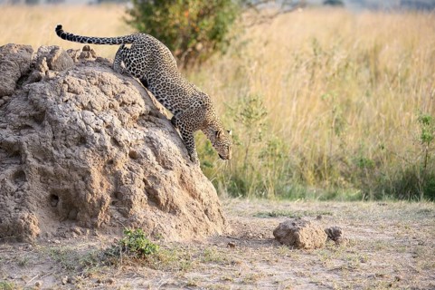 Leopard (Panthera pardus) stalks