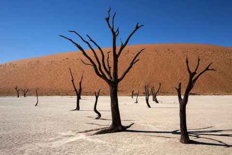 Dead Camel thorn trees (Vachellia erioloba)