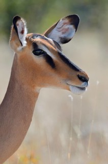 Black-faced Impala (Aepyceros melampus petersi)