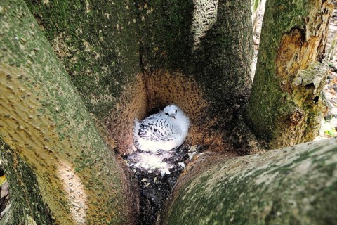 Young White-tailed Tropicbird (Phaethon lepturus) in the nest