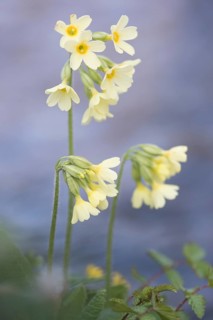 Oxlip (Primula elatior)