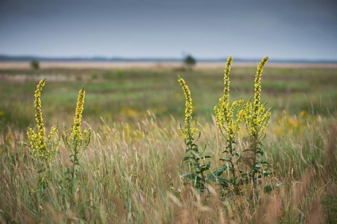 Dark mullein (Verbascum nigrum)