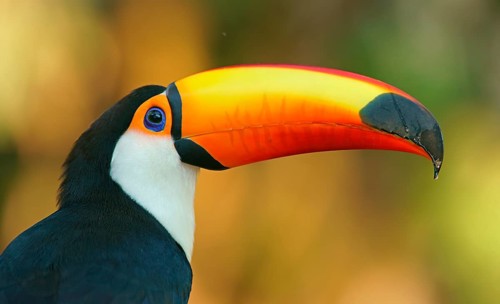 Toco toucan (Ramphastos toco)