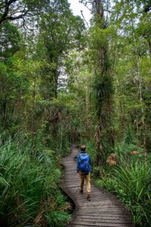 Young man on hiking trail in Kauri Forest