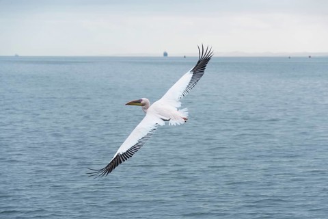 Great White Pelican (Pelecanus onocrotalus) in flight