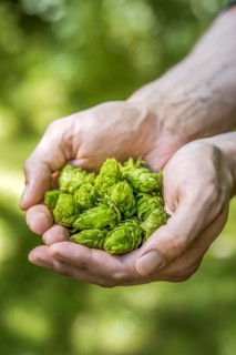 Hop umbels (Humulus lupulus) in hands