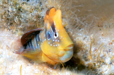 Peacock Blenny (Blennius pavo