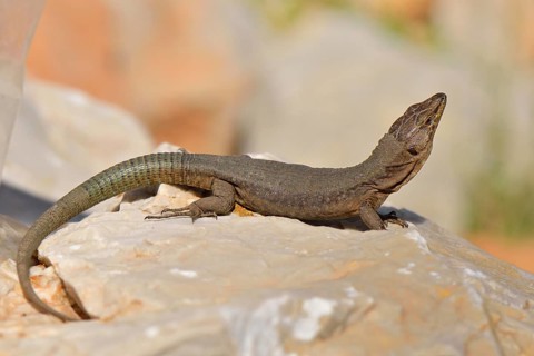 Adult Dragonera's wall lizard (Podarcis lilfordi giglioli) with head raised