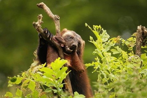 Wolverine (Gulo gulo) feeding on deerskin