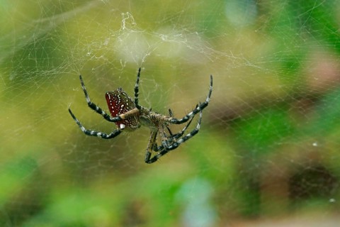 Tropical Tent-Web Spider (Cyrtophora citricola minahassae)