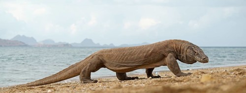 Komodo Dragon (Varanus komodoensis)