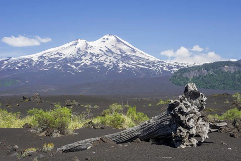 Dead tree and the volcano Llaima at the back