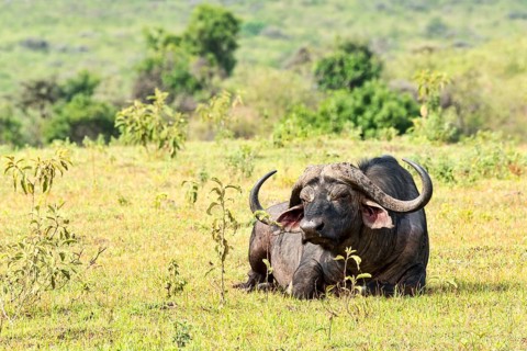 Cape buffalo (Syncerus caffer)