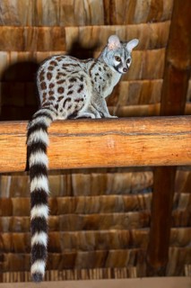 Genet (Genetta tigrina)