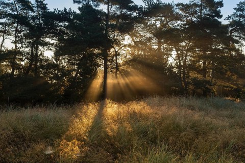 Sun rays penetrate the morning mist above heathlands