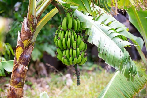 Bunch of bananas on a banana tree