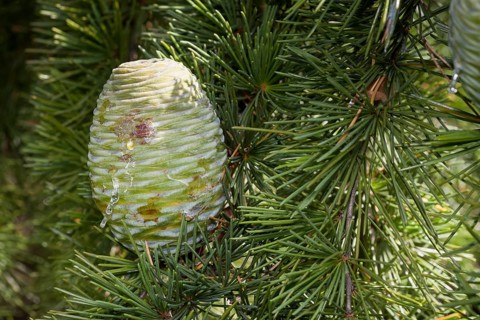 Cone