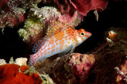 Dwarf hawkfish (Cirrhitichthys falco)