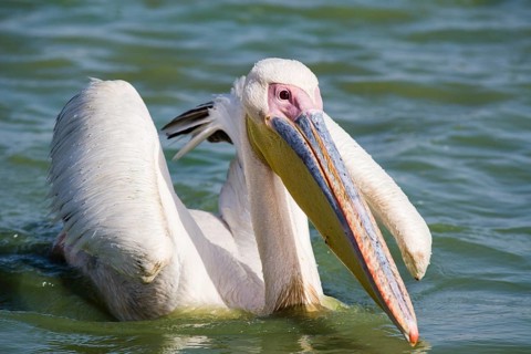 Great White Pelican (Pelecanus onocrotalus)