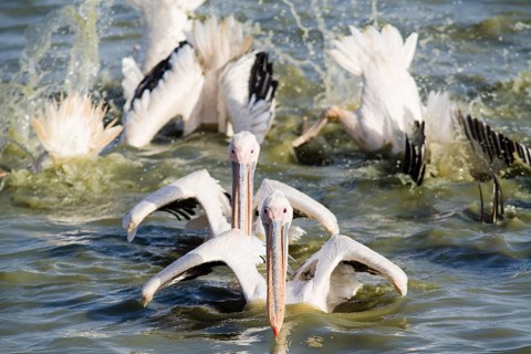 Great White Pelicans (Pelecanus onocrotalus) group fishing