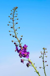 Purple Mullein (Verbascum phoeniceum)