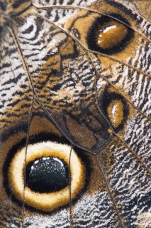 Giant Owl (Caligo eurilochus)