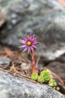 Mountain Houseleek (Sempervivum montanum)