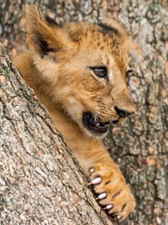 Lion cub (Panthera leo)