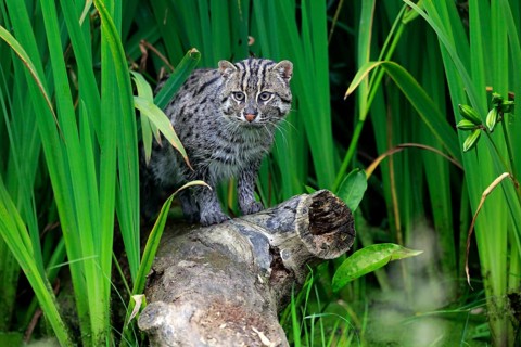 Fishing Cat (Prionailurus viverrinus)