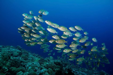 Goldspot Seabreams or Striped Large-eye Breams (Gnathodentex aureolineatus)
