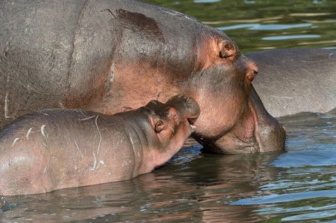 Hippopotamus (Hippopotamus amphibicus)