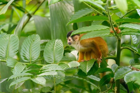 Red-backed Squirrel Monkey (Saimiri oerstedii) on a tree branch