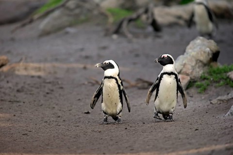 Jackass Penguins or African Penguins (Spheniscus demersus)
