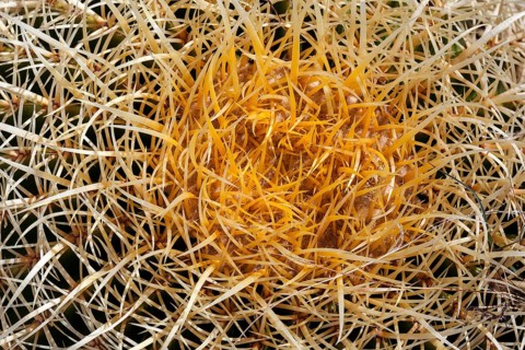 Golden Barrel Cactus (Echinocactus grusonii)