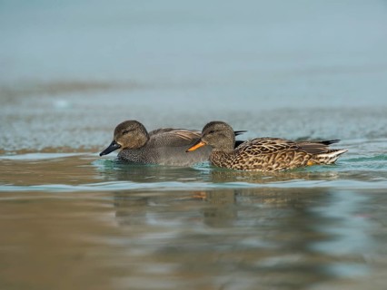 Gadwall (Anas strepera)
