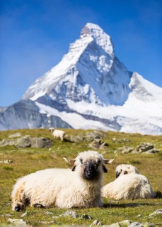 Valais Blacknose Sheep at Hohbalmen