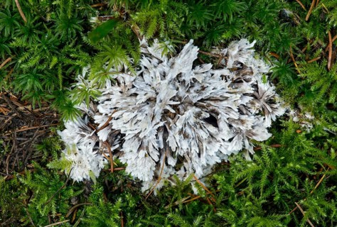 Thelephora (Thelephora penicillata)