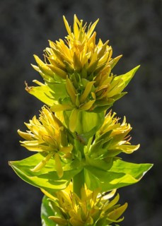 Great Yellow Gentian (Gentiana lutea)