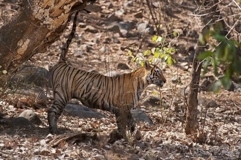 Wild tiger (Panthera tigris tigris) marking territory