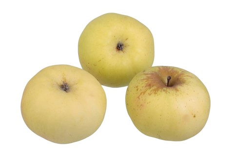 Apple variety Champagne Reinette