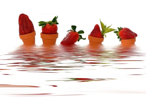 Five strawberries in small flowerpots in the water