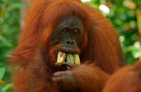 Bornean Orangutan (Pongo pygmaeus)