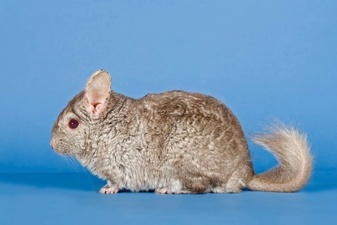 Chinchilla