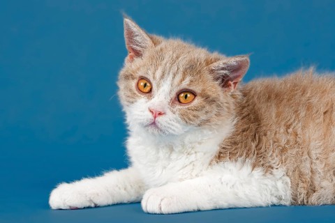 Selkirk Rex kitten