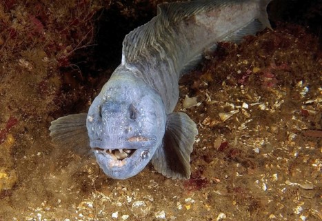 Atlantic Wolffish (Anarhichas lupus)